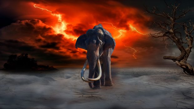 4K Elephant Desktop Background.