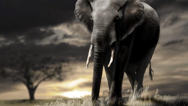 4K Elephant HD Wallpaper.