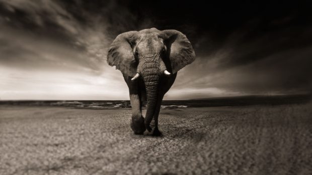 4K Elephant Pictures.