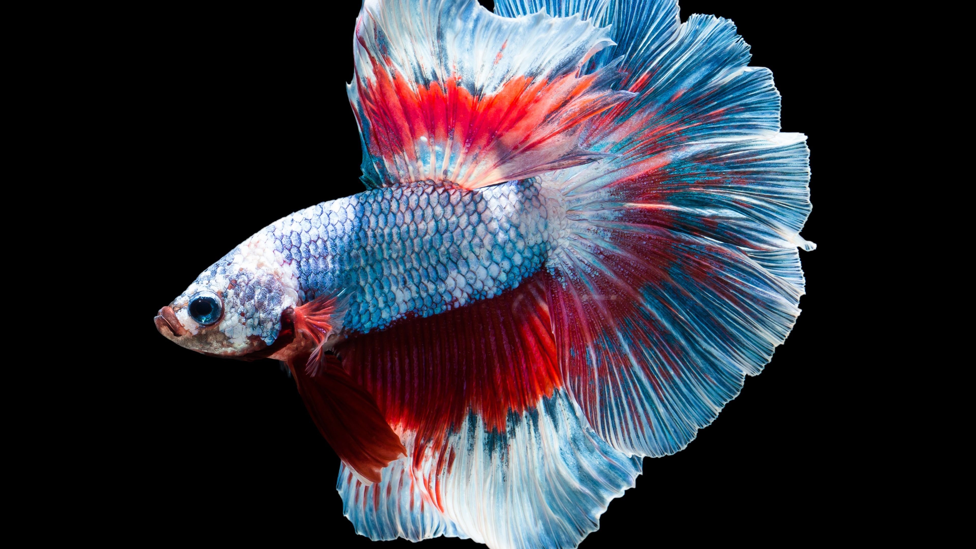 Free Download 4K Fish Wallpapers Computer  PixelsTalkNet