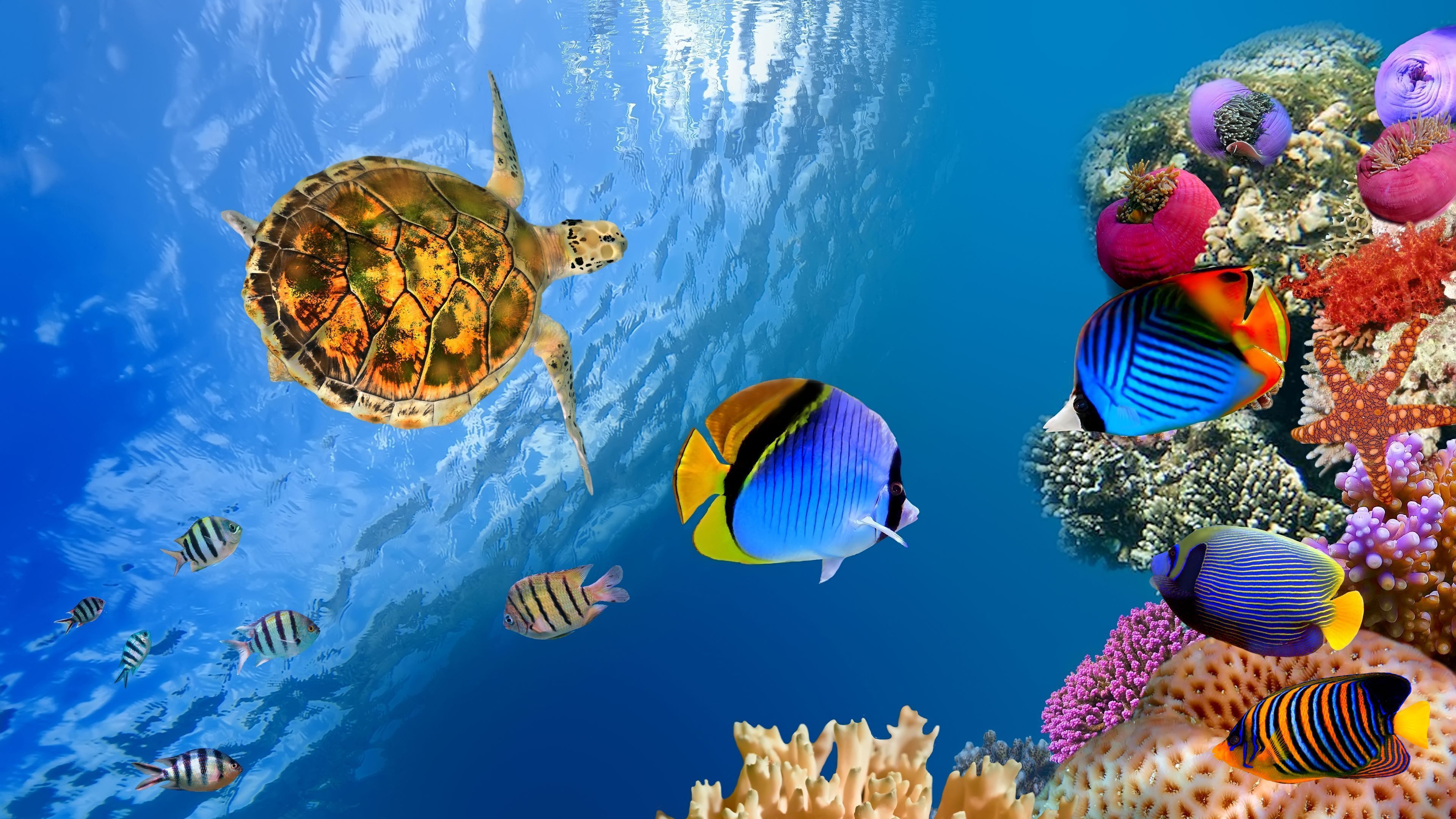 Free Download 4K Fish Wallpapers Computer - Pixelstalk.Net