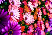 4K Flower Backgrounds.