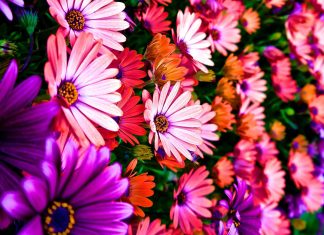 4K Flower Backgrounds.