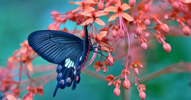 4K Flower Backgrounds Butterfly.