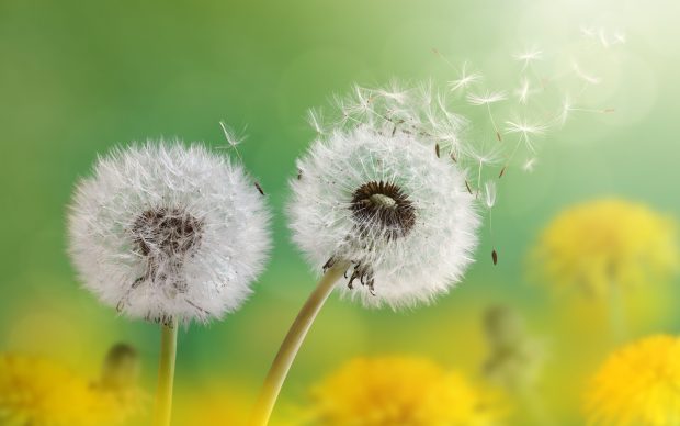 4K Flower Backgrounds Dandelion.