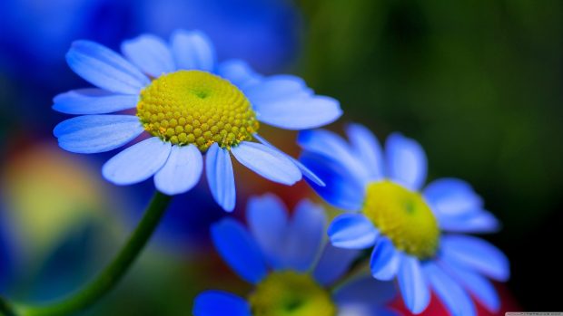 4K Flower Backgrounds High Quality Blue.