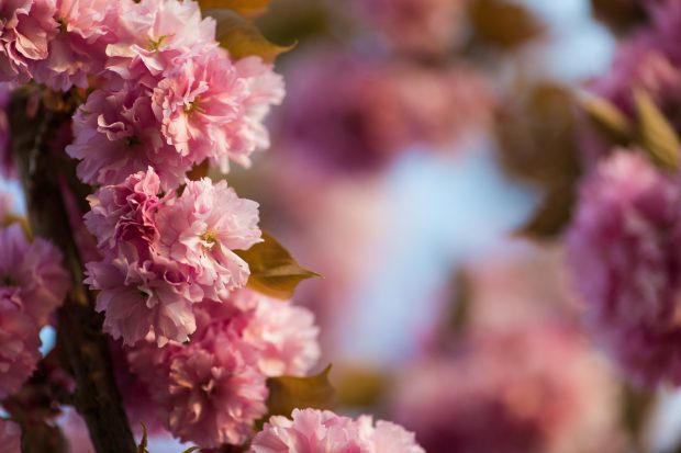 4K Flower Backgrounds Pink Pastel.