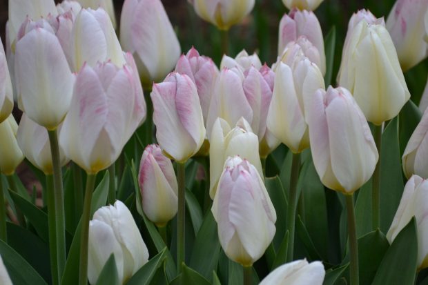 4K Flower Backgrounds White.