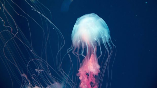 4K Jellyfish Wallpaper HD.