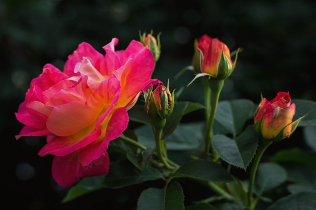 4K Rose Pictures Free Download.