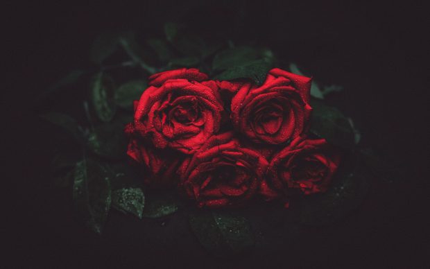 4K Rose Wallpaper Dark.