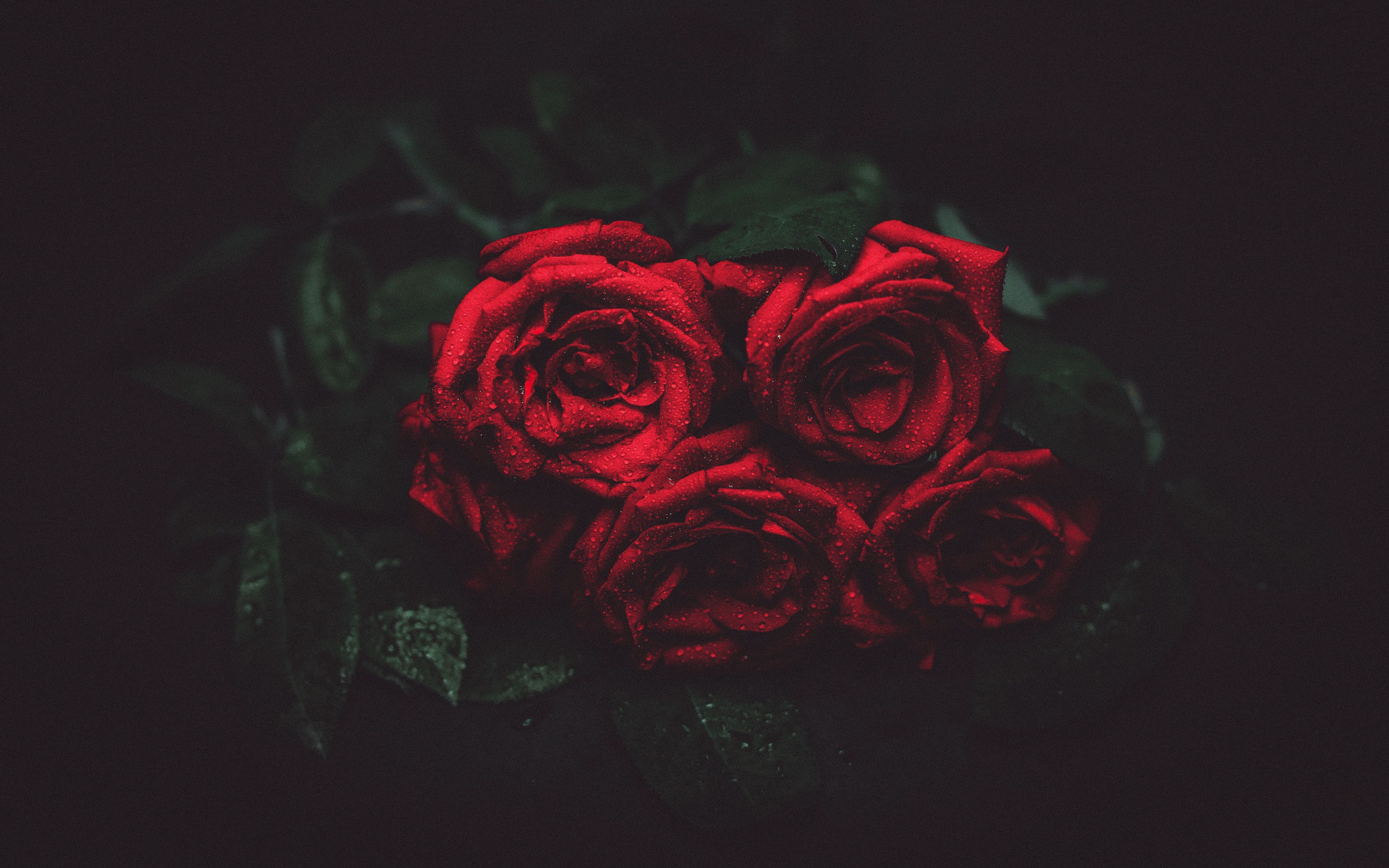 4K Rose Wallpapers Free download 