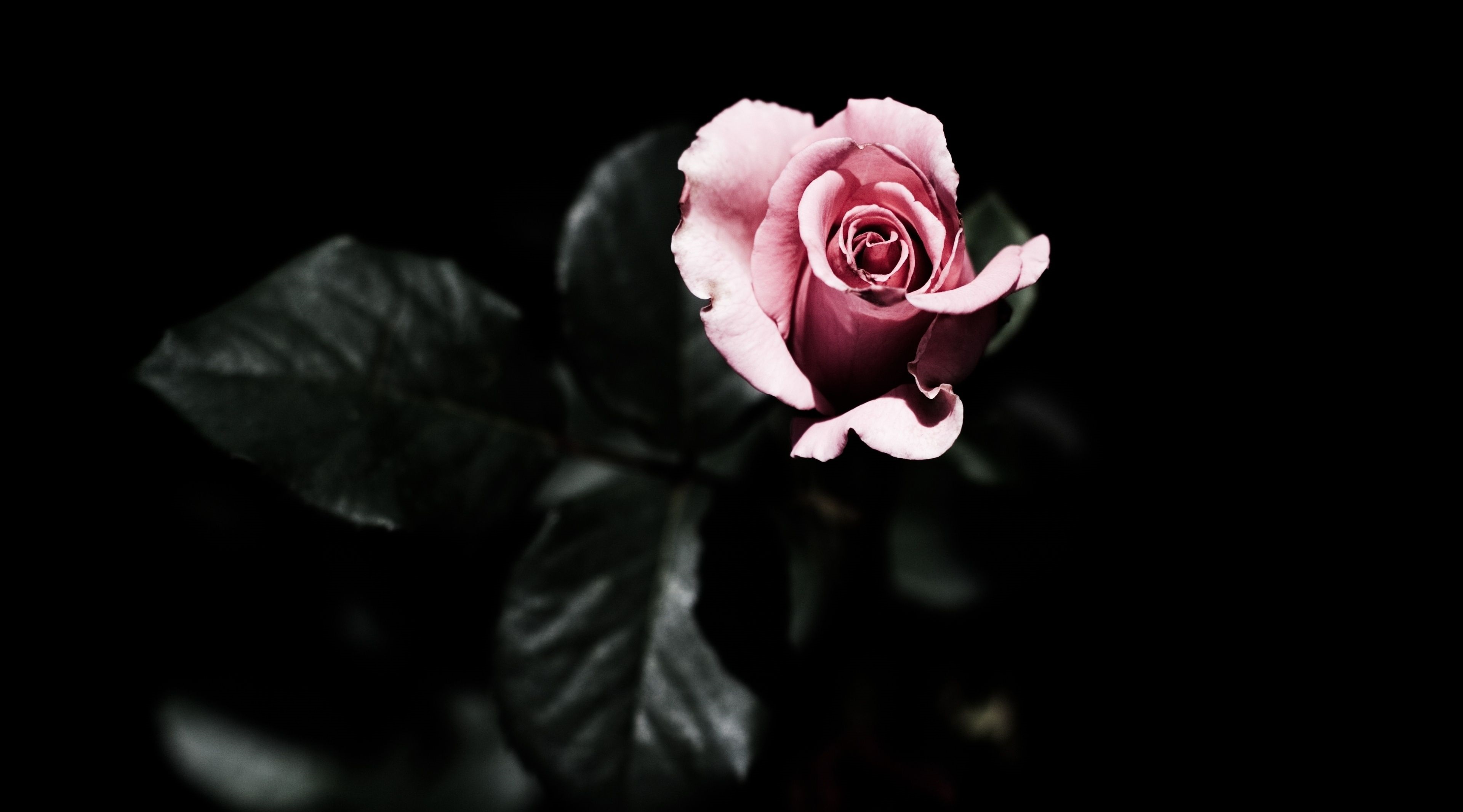 Black Rose Photos Download The BEST Free Black Rose Stock Photos  HD  Images