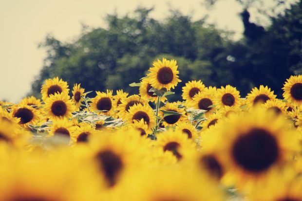 4K Sunflower Wallpaper HD.