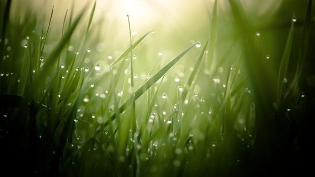 4K Wallpapers Grass Free download.
