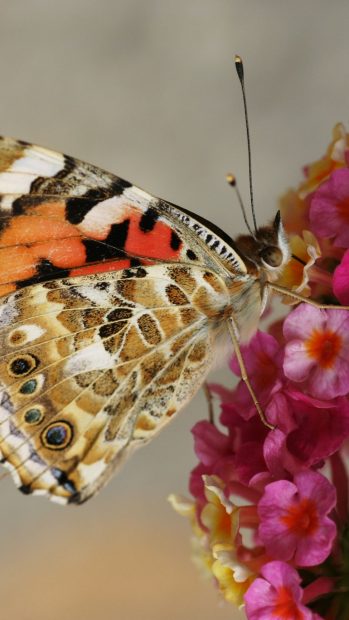 Aesthetic Background Butterfly.