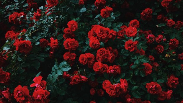 Aesthetic Backgrounds Desktop Roses.