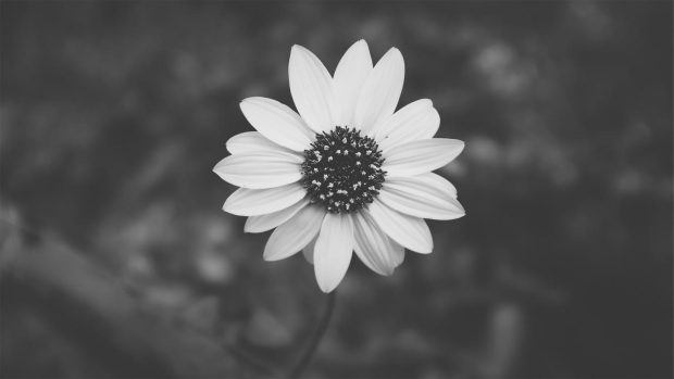 Aesthetic Black And White Wallpaper Flower.