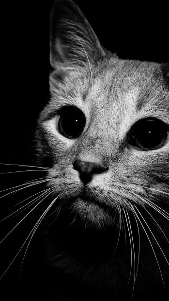 Aesthetic Black And White Wallpaper HD Cute Cat.