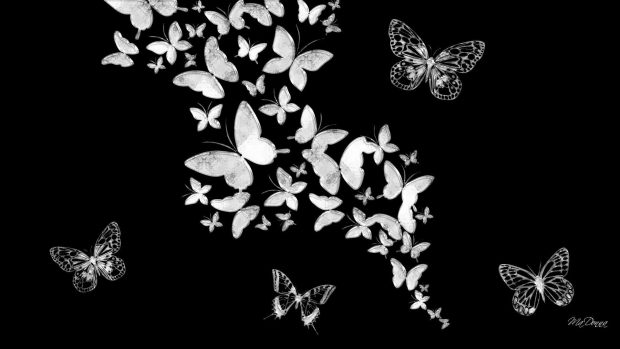 Aesthetic Butterfly Backgrounds Black And White.