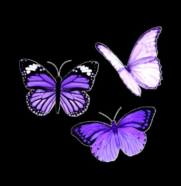 Aesthetic Butterfly Backgrounds HD Black.