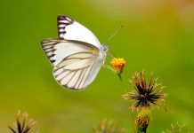 Aesthetic Butterfly Backgrounds White.