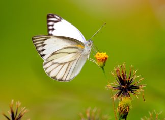 Aesthetic Butterfly Backgrounds White.