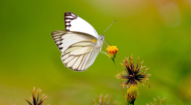 Aesthetic Butterfly Backgrounds White.