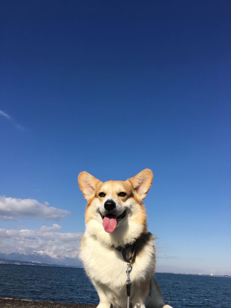 Aesthetic Corgi Wallpaper HD.