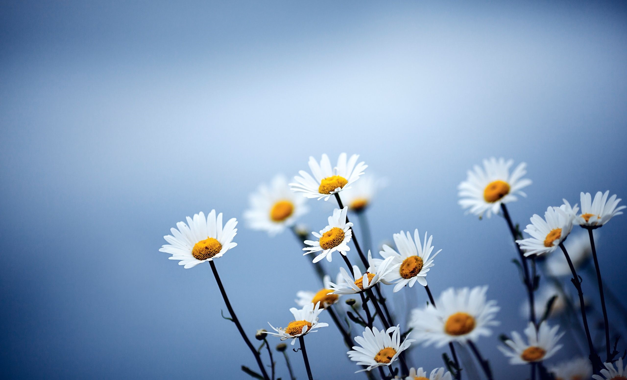 Daisies 4K wallpapers for your desktop or mobile screen free and easy to  download