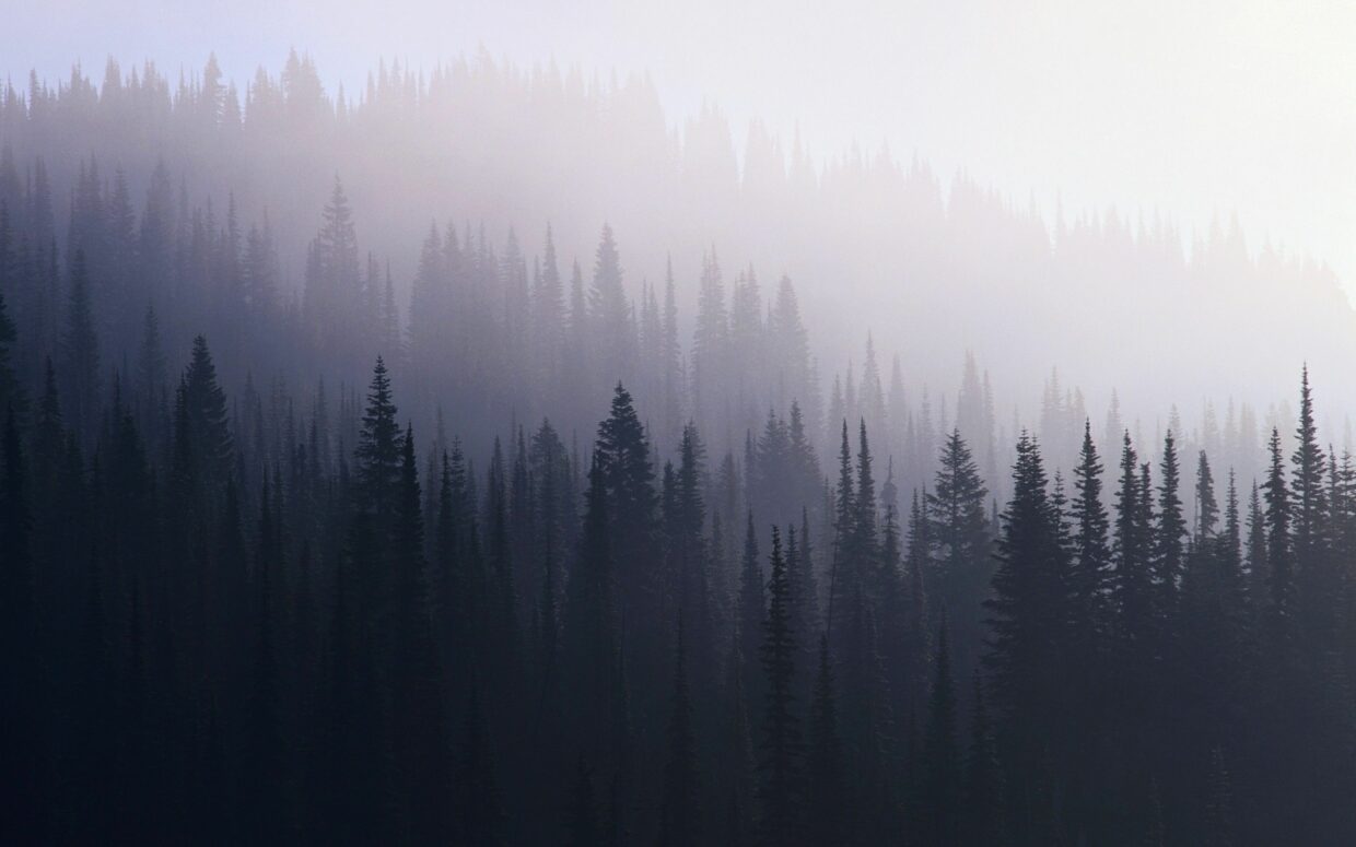 Dark Forest Wallpapers HD High Quality - PixelsTalk