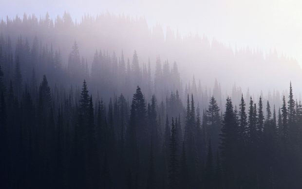 Aesthetic Dark Forest Wallpaper HD.