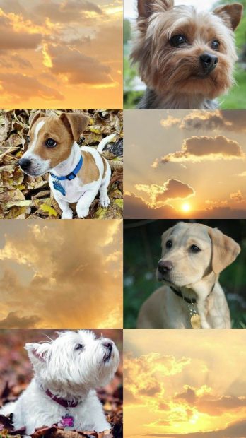 Aesthetic Dog Wallpaper Collage phone.