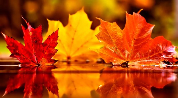 Aesthetic Fall Leaves Wallpaper HD.