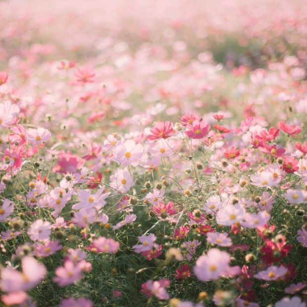 Aesthetic Floral Backgrounds Free Download.