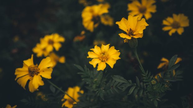 Aesthetic Floral Computer Backgrounds.
