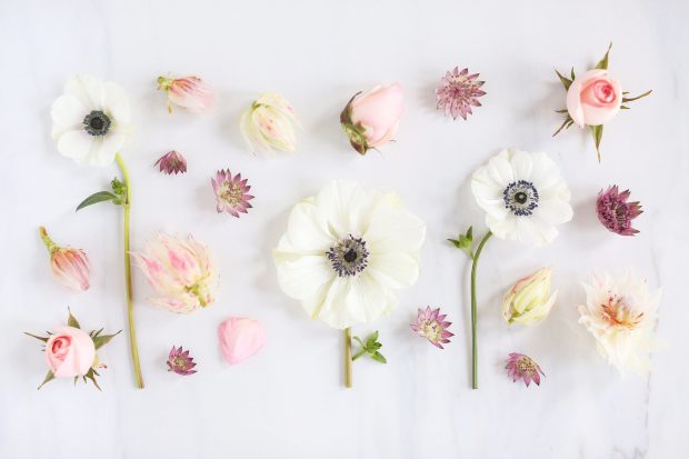 Aesthetic Flower Backgrounds All White.