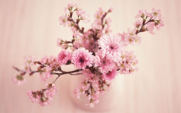 Aesthetic Flower Backgrounds Pink Color.