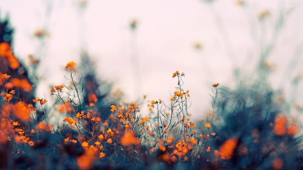 Aesthetic Flower Desktop Backgrounds.