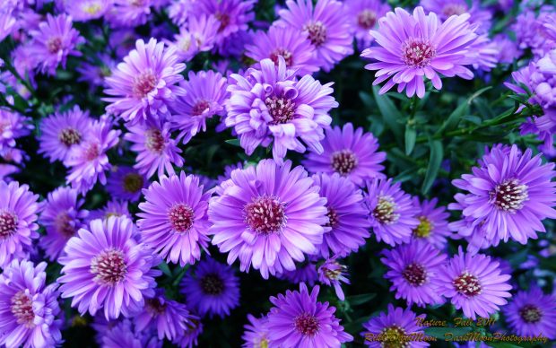 Aesthetic Flower Photo Free Download.