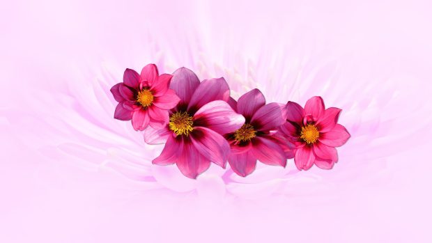 Aesthetic Flower Pink Wallpaper HD.