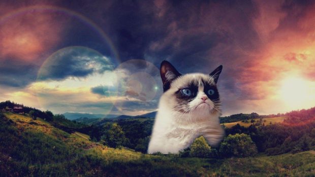 Aesthetic Grumpy Cat Wallpapers HD.