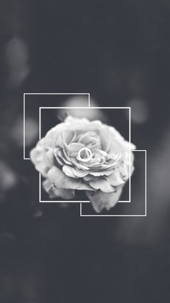 Aesthetic Iphone Wallpaper HD Roses Black and White.