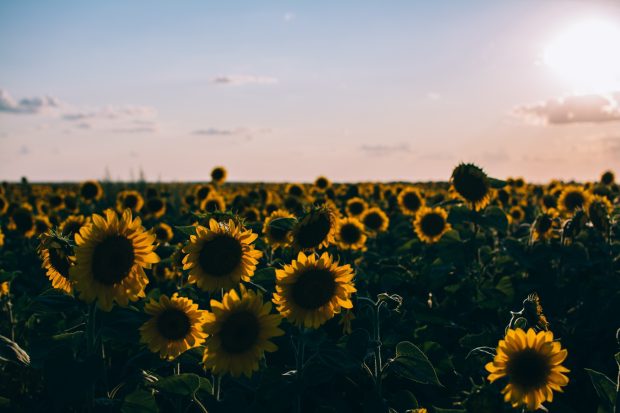 Aesthetic Laptop Backgrounds Sunflower.