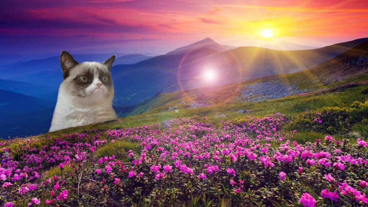 Meme Backgrounds HD for Desktop - PixelsTalk