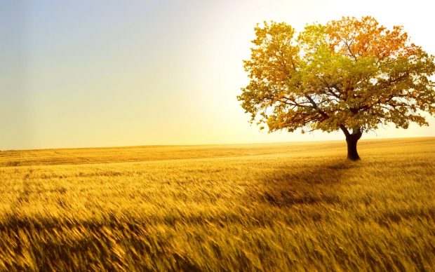 Aesthetic Nature Sunset Backgrounds HD.