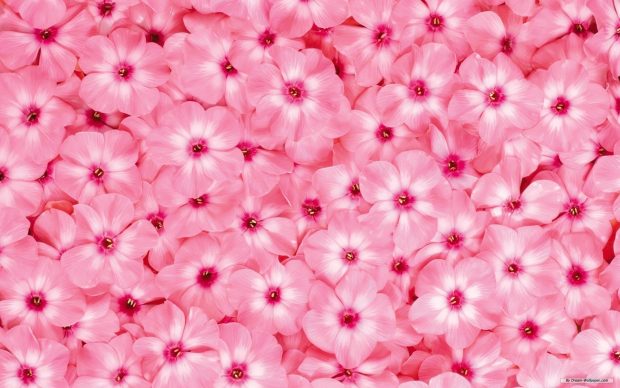 Aesthetic Pink HD Background Flower.