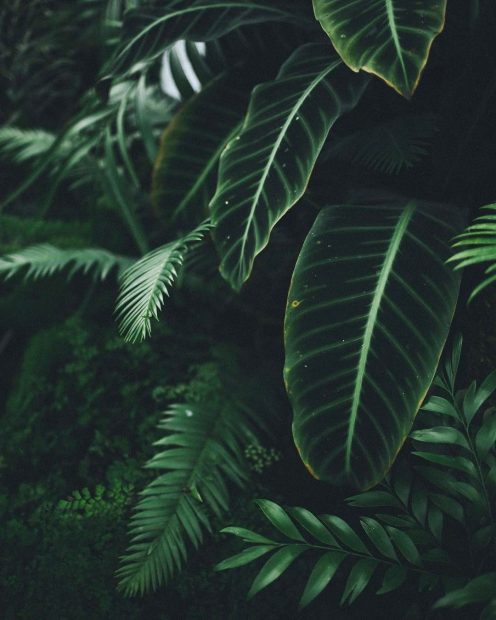 Aesthetic Plants Background Free Download.