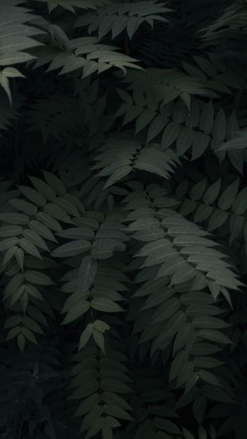 Aesthetic Plants Background High Quality.