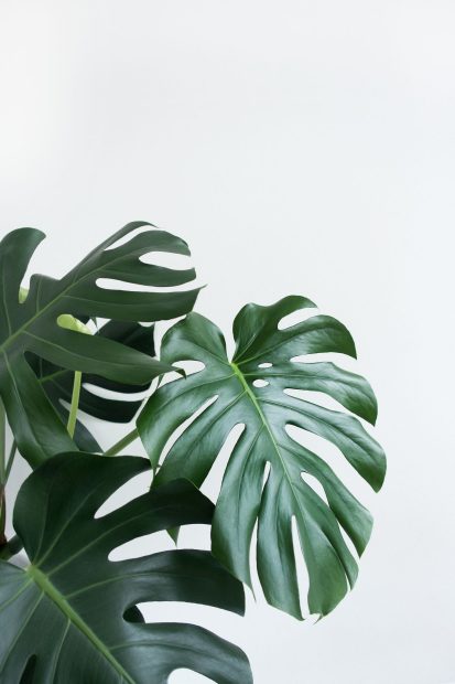 Aesthetic Plants Background High Resolution.